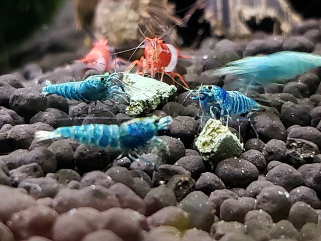 extreme-blue-bolt-shrimp