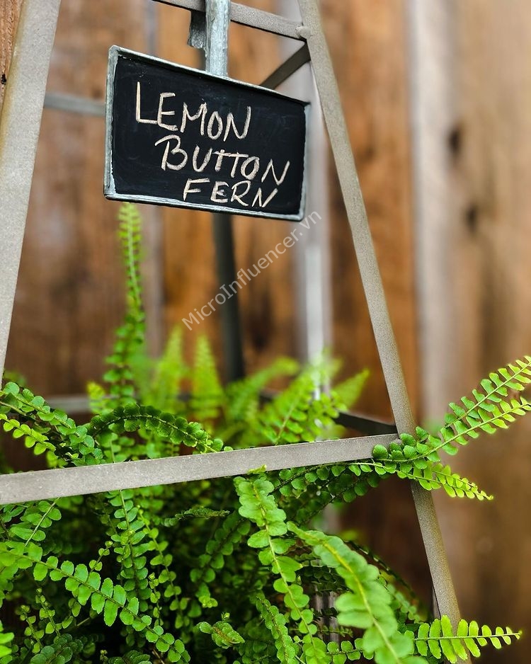 duong-xi-nut-chanh-lemon-button-fern_3