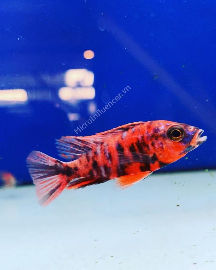 red-peacock-cichlid
