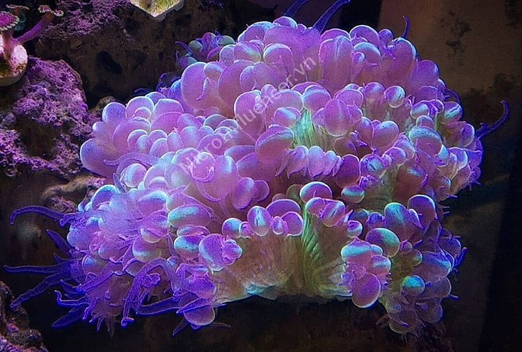 san-ho-trung-muc-bubble-coral_1