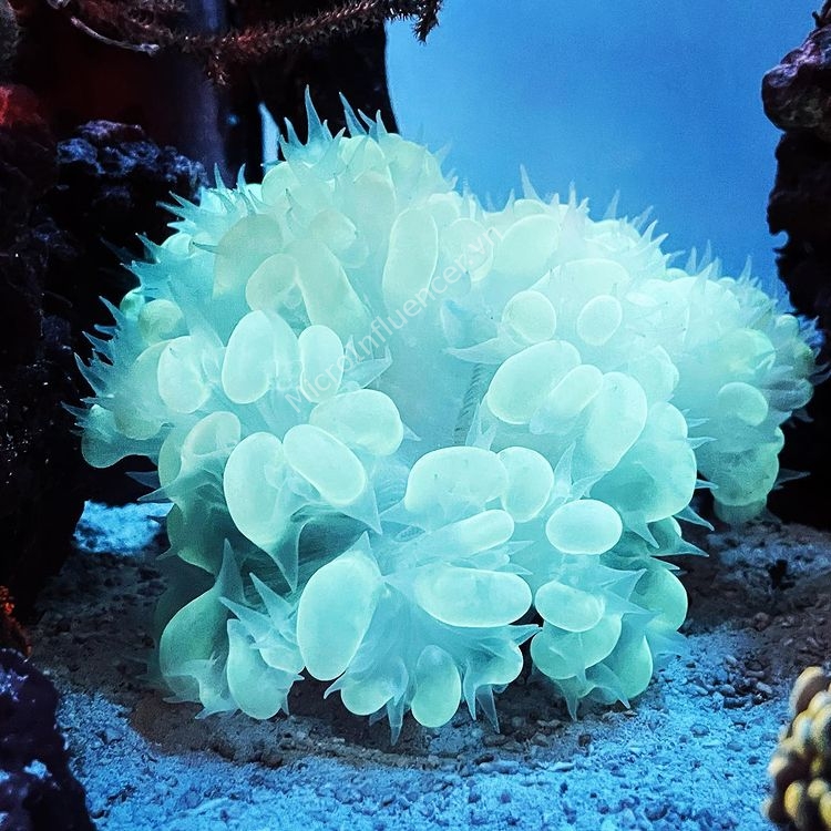 san-ho-trung-muc-bubble-coral_4