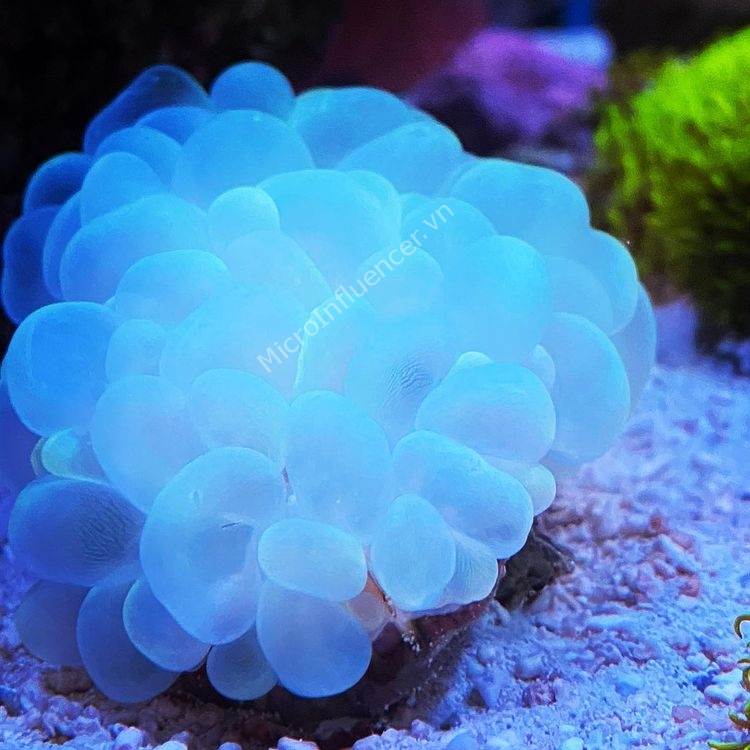 san-ho-trung-muc-bubble-coral_5