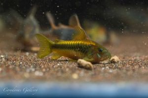 Corydoras Gold Laser - Cá Chuột Gold Laser, thỏi vàng dưới tầng đáy