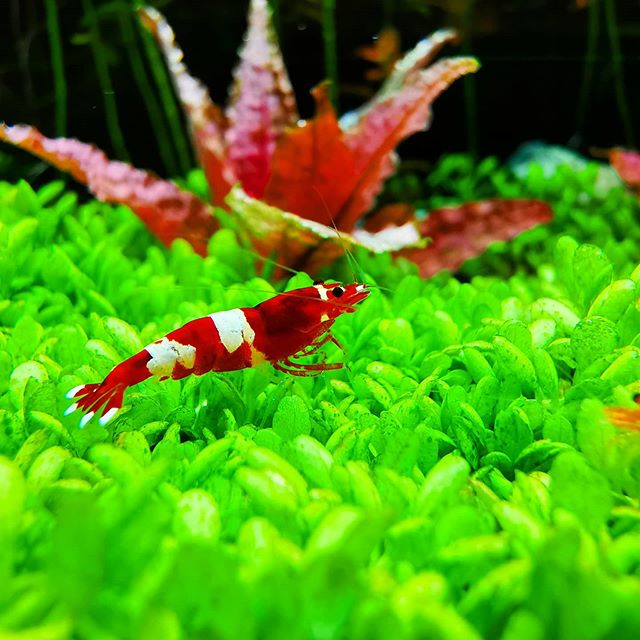 Những hình ảnh đẹp nhất về tép Wine Red (Wine Red Shrimp)