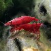nhung-hinh-anh-dep-nhat-ve-tep-fire-red-fire-red-shrimp - ảnh nhỏ  1