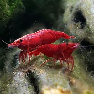 Những hình ảnh đẹp nhất về tép Fire Red (Fire Red Shrimp)