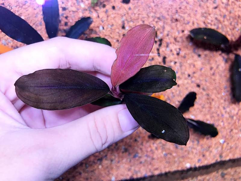 Giới thiệu chi tiết về Bucephalandra sp "Theia" - Dòng lá to có cả Blue & Red