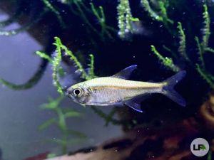 Cá Gold Tetra - Lấp lánh ánh vàng kim loại cuốn hút