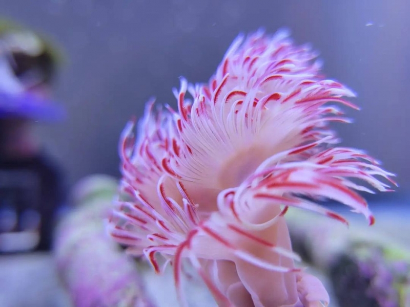 Bông Thụt - Sinh vật biển với sở thích chơi "ú òa"