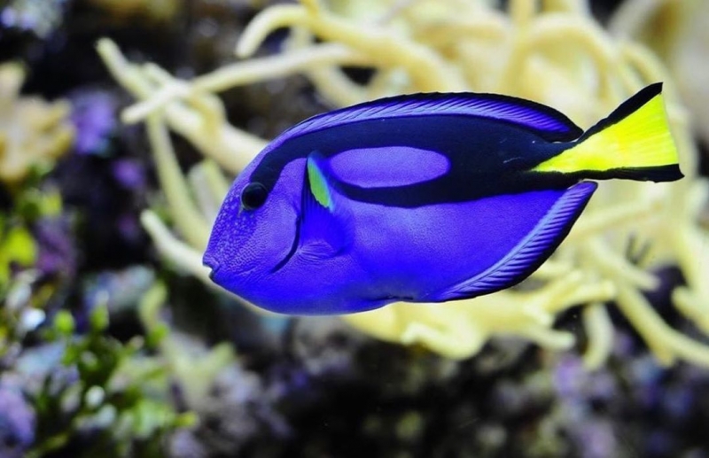 Cá Bắp Nẻ Xanh - Hoàn thiện bộ đôi "Dory - Nemo" trong bể nước mặn