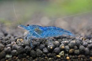 Những hình ảnh đẹp nhất về tép Blue Aura (Aura Blue Shrimp)