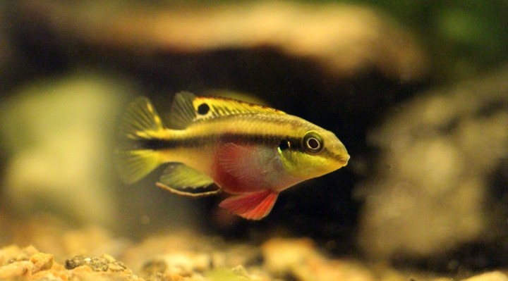 Cá Phượng Hoàng Bụng Đỏ - Dòng cá mới du nhập cực dễ nuôi sinh sản
