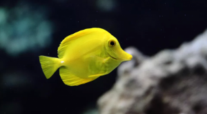 Cá Tang Vàng (Yellow Tang) -  Điểm nhấn nổi bật nhất bể nước mặn