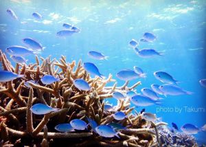 Cá Thia Lá Mạ - Dòng cá nhỏ bơi đàn siêu đẹp