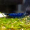 nhung-hinh-anh-dep-nhat-ve-tep-blue-dream-dream-blue-shrimp - ảnh nhỏ  1