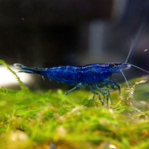 Những hình ảnh đẹp nhất về tép Blue Dream (Dream Blue Shrimp)