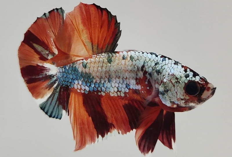 Cá Betta Plakat - Loài cá chọi sinh ra để chiến đấu