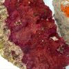 tao-coralline-khong-the-thieu-trong-mot-be-nuoc-man-on-dinh - ảnh nhỏ  1