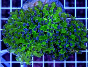San Hô Mè (Frogspawn Coral) - Xinh đẹp và hiền lành