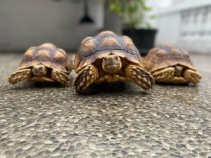 Rùa Sulcata (Sulcata Tortoise) - Người bạn to lớn với tuổi thọ cực cao