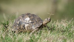 Rùa Da Báo (Leopard Tortoise) - Đẹp vượt trội trong các dòng rùa lớn