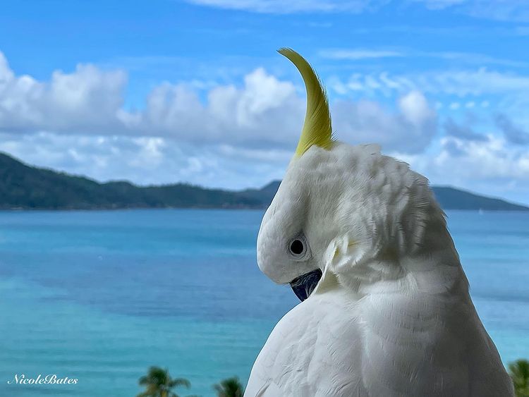 Vẹt Cockatoo - Tổng quan về dòng vẹt mào siêu đẹp