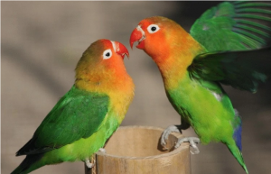 Vẹt Lovebird - Dòng vẹt nhỏ quyến rũ và yêu thương