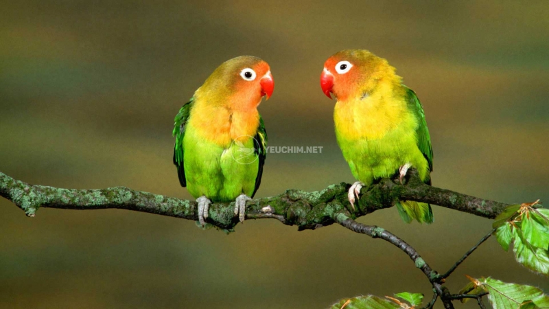 5 Sự thật thú vị về Vẹt Lovebird