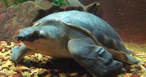 Rùa Mũi Lợn (Carettochelys Insculpta) - Lạ mắt và cực hiếm gặp ở Việt Nam