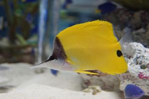 Cá Chim Sâu (Yellow longnose butterflyfish) - Kẻ phá hoại san hô