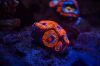 san-ho-acan-acan-coral-nho-nhan-xinh-dep-nhung-kho-tinh - ảnh nhỏ  1