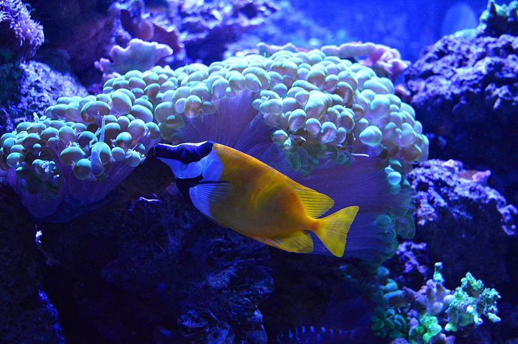 Cá Tu Hú (Foxface Fish) - Chiếc kìm xinh đẹp chuyên cắt san hô