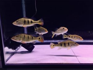 Cá Hoàng Bảo Yến Kelberi - Vẻ đẹp của sự quyền uy vua chúa
