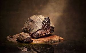 Rùa Hamilton (Rùa Sao Đêm) - Vẻ đẹp xứng đáng á hậu loài rùa