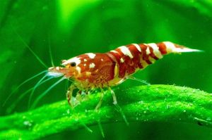 Những hình ảnh đẹp nhất về  tép Red Fancy Tiger (Red Fancy Tiger Shrimp)