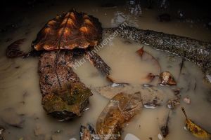 Rùa Lá Mata Mata - Ngoại hình độc đáo số 1 hành tinh