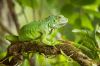 rong-nam-my-xanh-green-iguana-pho-bien-va-dang-so-huu - ảnh nhỏ  1