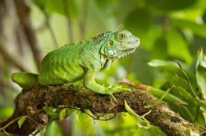 Rồng Nam Mỹ Xanh Green Iguana - Phổ biến và đáng sở hữu