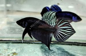 Cá Betta Mahachai - Vẻ đẹp hoang dã và khao sát sở hữu bất diệt