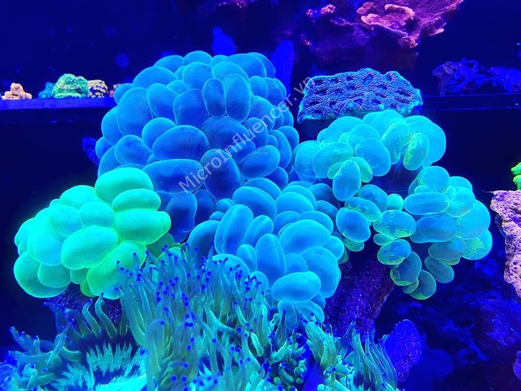 San Hô Trứng Mực (Bubble Coral) - Vẻ đẹp chẳng ai dám đến gần