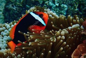 Cá Hề Cà Chua (Tomato Clownfish) - Xin đừng nhầm lẫn với Nemo