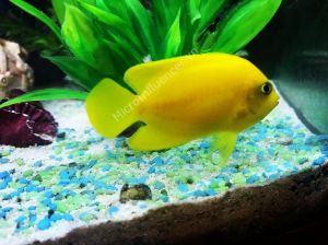 Cá Sim Vàng (Yellow Angelfish) - Bản tính nhút nhát và dễ stress