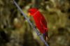 vet-lory-do-red-lory-parrot-tinh-cach-vui-tuoi-tinh-nghich - ảnh nhỏ  1