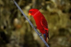 Vẹt Lory Đỏ (Red Lory Parrot) - Tính cách vui tươi, tinh nghịch
