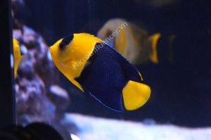 Cá Hà Mỹ Nhân (Bicolor Angelfish) - Tổng tư lệnh phá hoại san hô