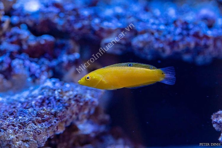 Cá Mó Chuối (Yellow Coris Wrasse) - Thuật ẩn thân dưới cát sâu