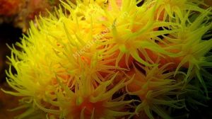 San Hô Sun Coral - Không quang hợp nhưng săn mồi thiện xạ