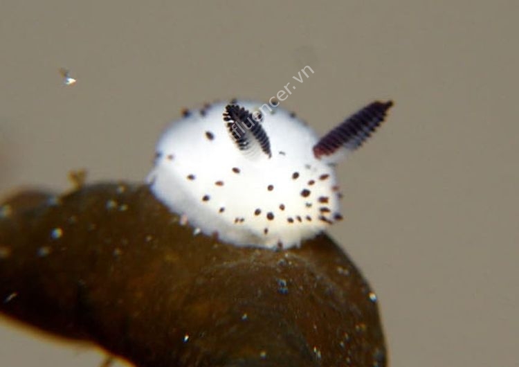 Sên Thỏ Biển Jorunna Parva - Siêu cute nhưng hiểm hoạ khó lường