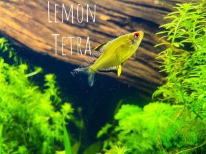 Cá Lemon Tetra - Thêm vàng chanh cho tươi trẻ căng tràn