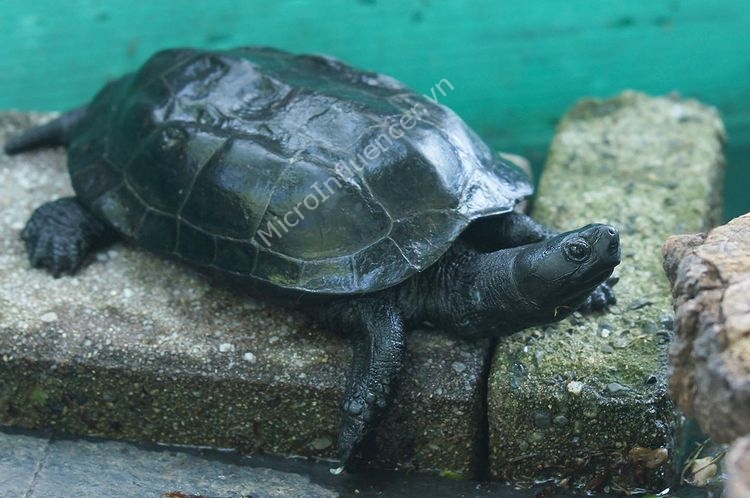 Rùa Đá (Chinese Pond Turtle) - Kích thước nhỏ nhắn xinh xắn
